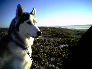 Toca, 80lb. Siberian Husky,  adopted from the pound at 18 mo.'s old,  Sept 2001. He's the bratty little brother. But big. Likes to cuddle.