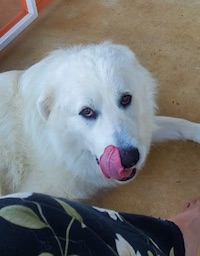 Odie